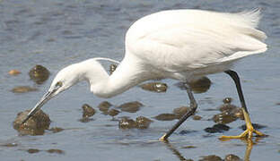 Aigrette garzette