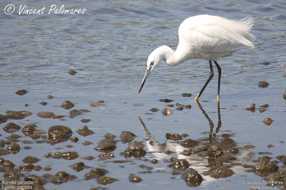 Aigrette garzette