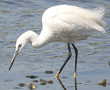 Aigrette garzette