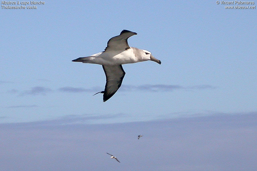 Shy Albatross