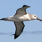 Albatros à cape blanche
