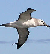 Albatros à cape blanche