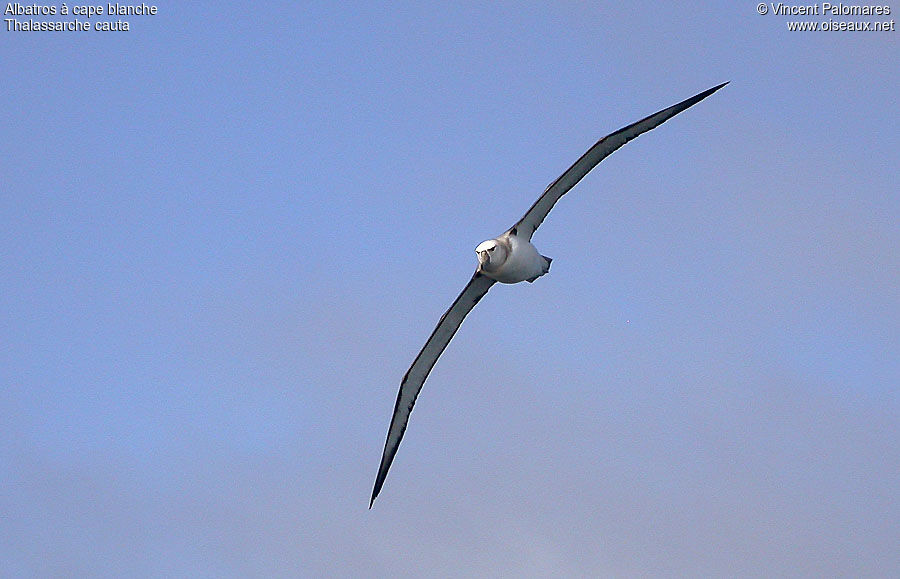 Albatros à cape blanche