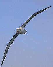 Albatros à cape blanche