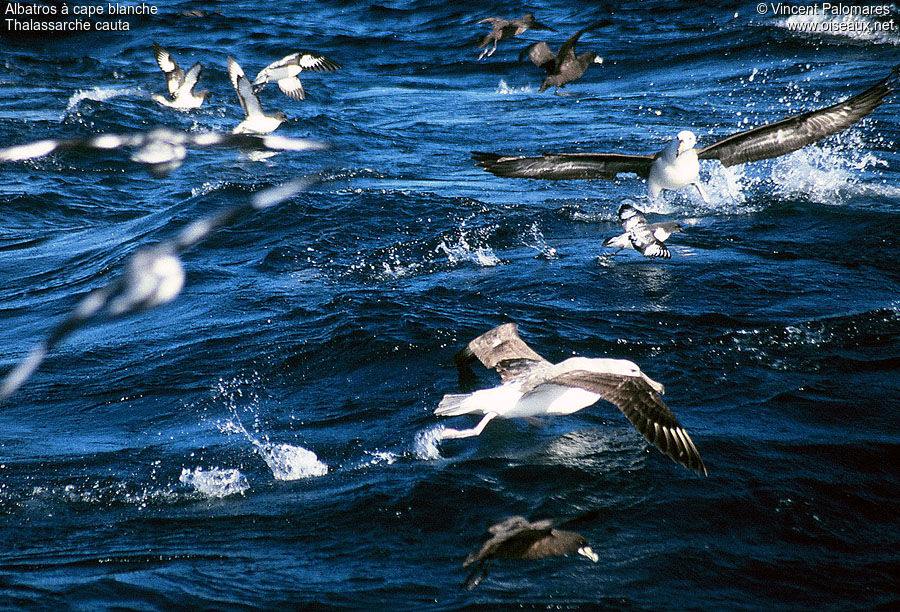 Albatros à cape blanche