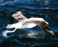 Albatros à cape blanche