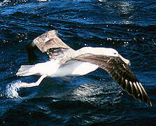 Shy Albatross