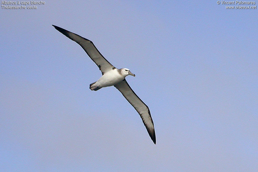 Shy Albatross