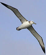 Shy Albatross