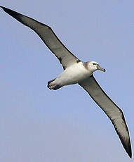 Albatros à cape blanche