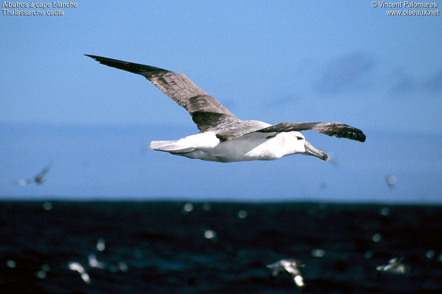 Albatros à cape blanche