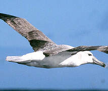 Albatros à cape blanche