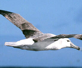 Albatros à cape blanche