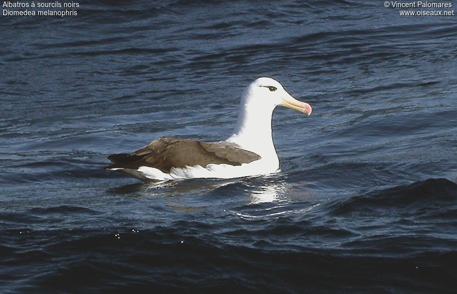 Albatros à sourcils noirs