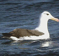 Black-browed Albatross