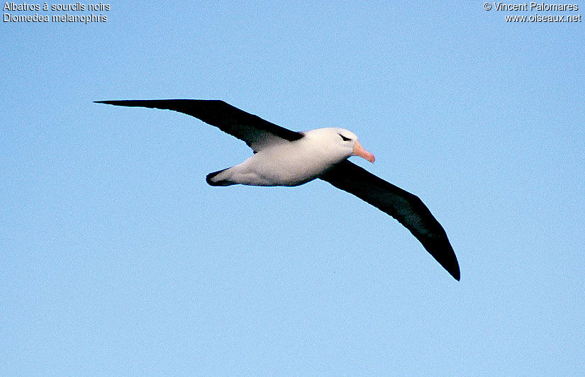 Albatros à sourcils noirs