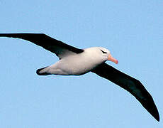 Black-browed Albatross