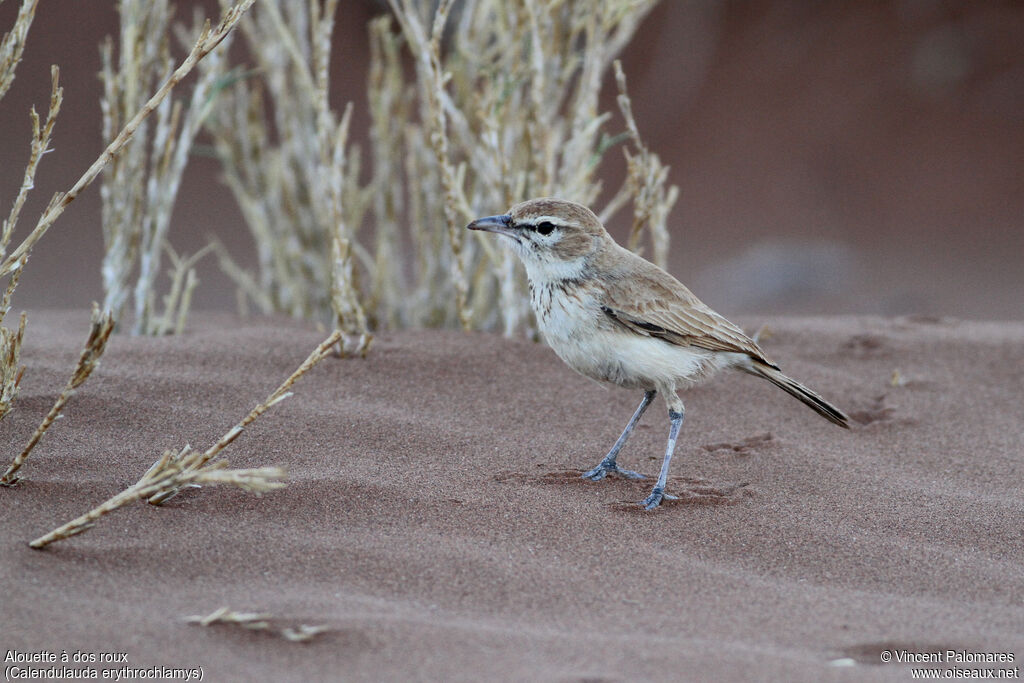 Dune Larkadult, walking