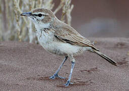 Dune Lark