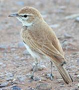 Dune Lark