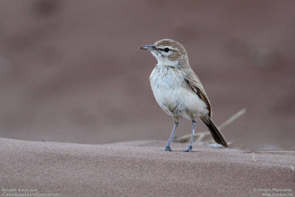 Dune Larkadult, walking