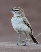 Dune Lark