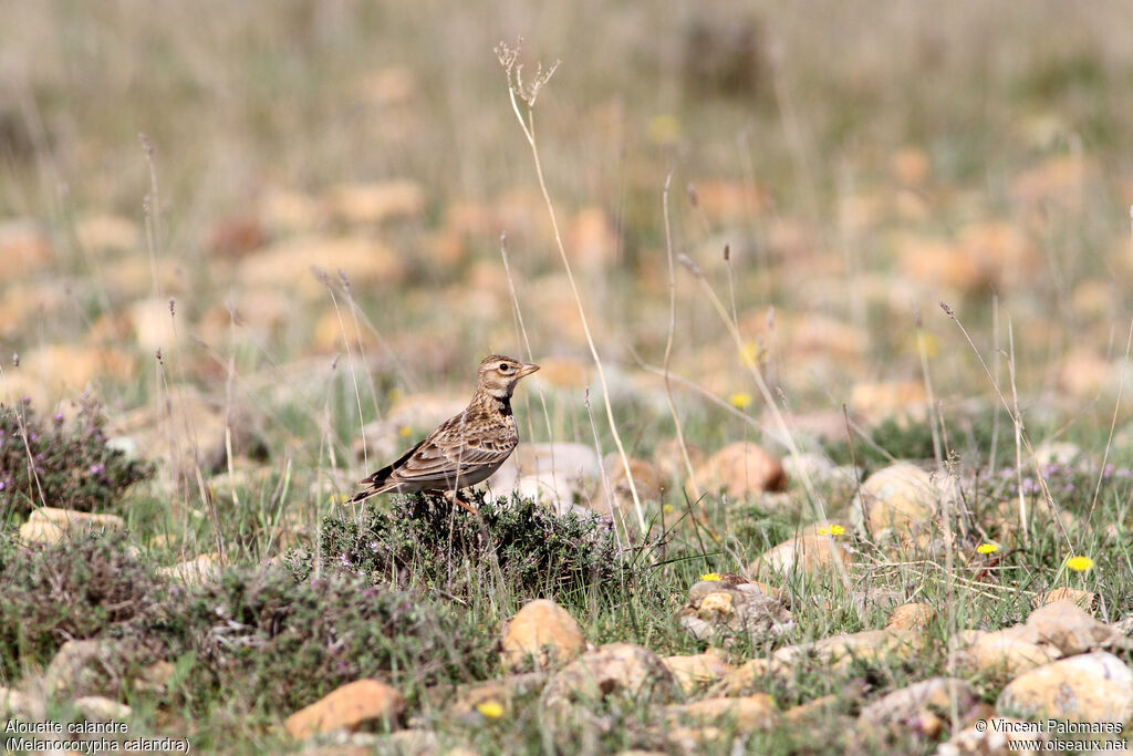 Calandra Lark, habitat