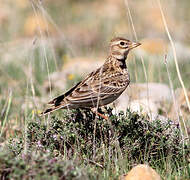 Calandra Lark