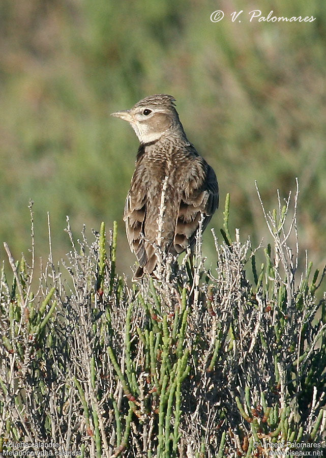 Calandra Lark