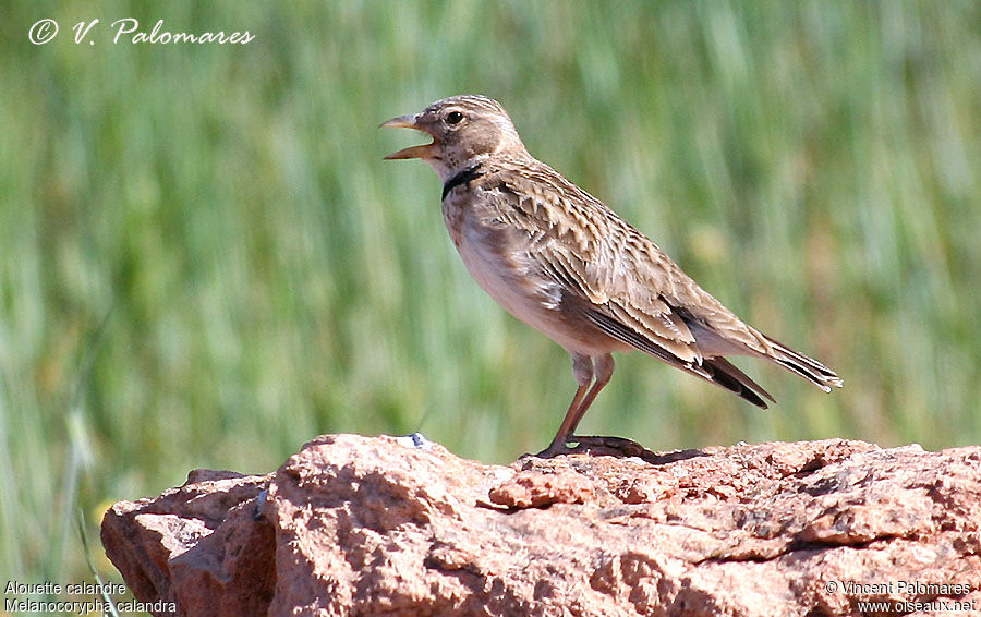 Calandra Lark