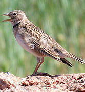 Calandra Lark