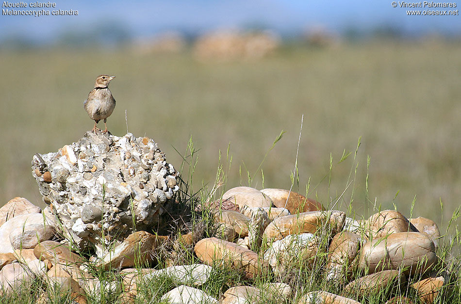 Calandra Lark