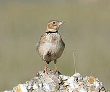 Calandra Lark