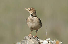 Calandra Lark