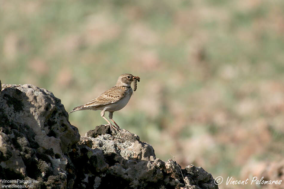 Calandra Larkadult, feeding habits, Reproduction-nesting