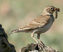 Calandra Lark