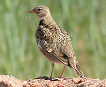 Calandra Lark