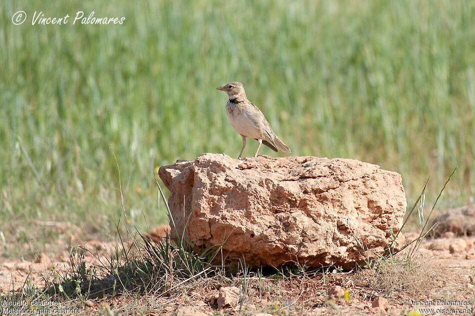 Calandra Lark