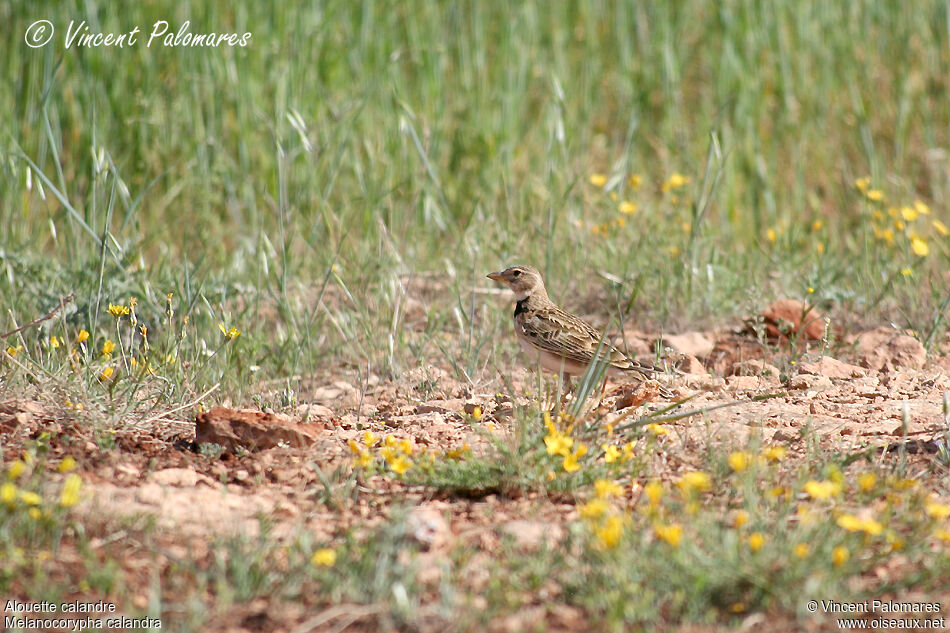 Calandra Lark