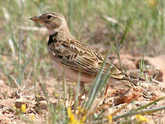 Calandra Lark