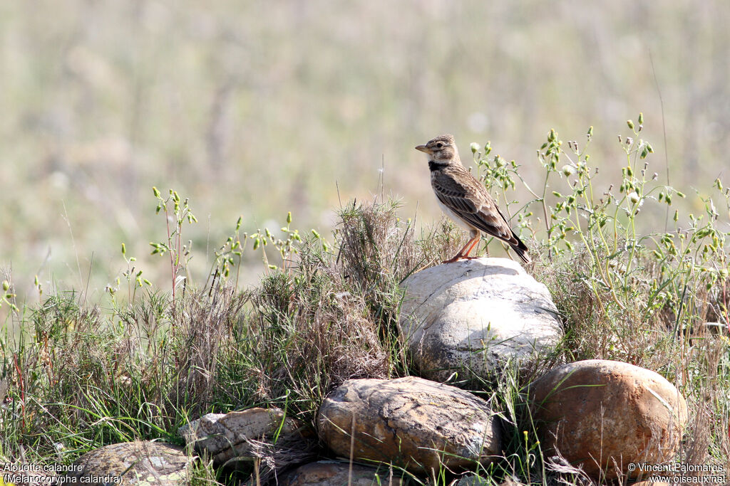 Calandra Lark