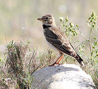 Calandra Lark