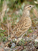 Greater Short-toed Lark