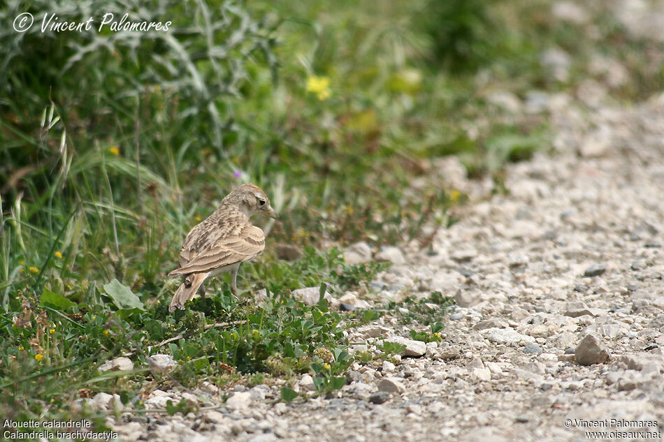 Greater Short-toed Lark