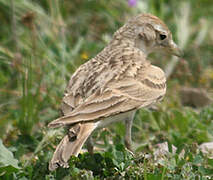 Greater Short-toed Lark