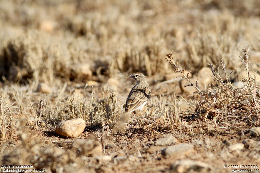 Alouette calandrelle, habitat