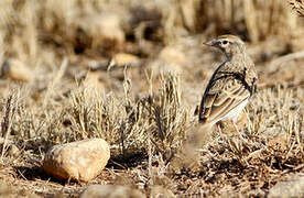 Greater Short-toed Lark