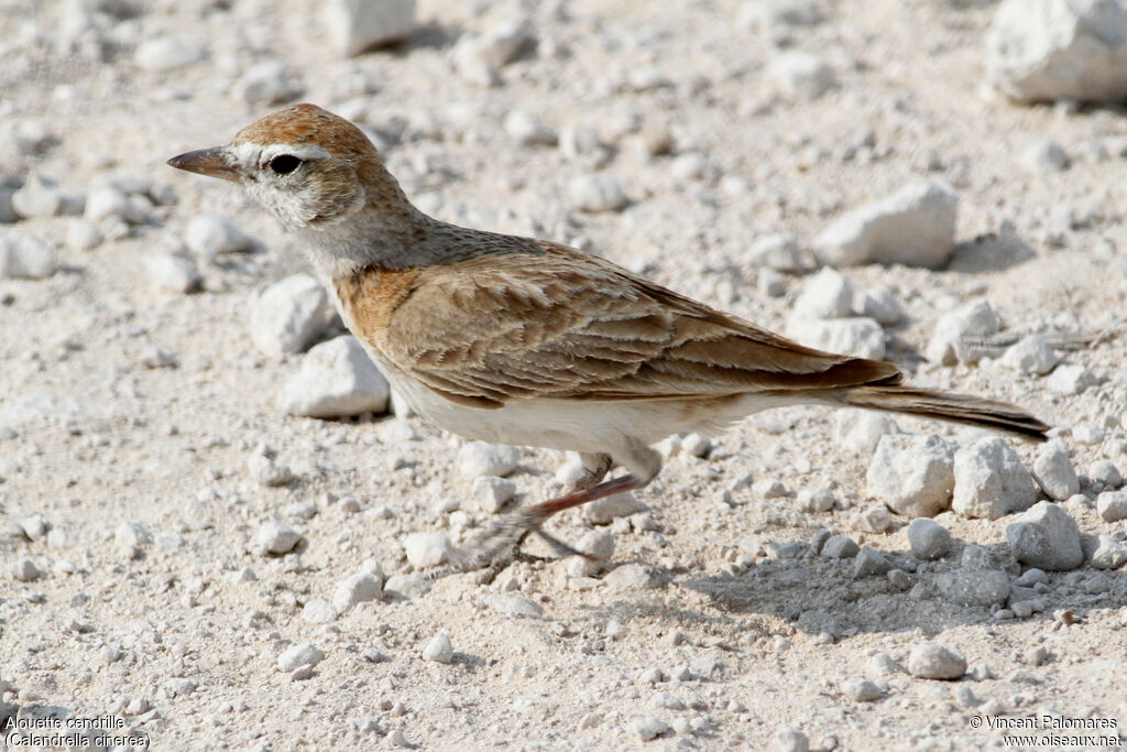 Red-capped Lark, walking