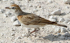 Red-capped Lark