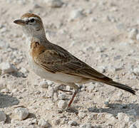 Red-capped Lark